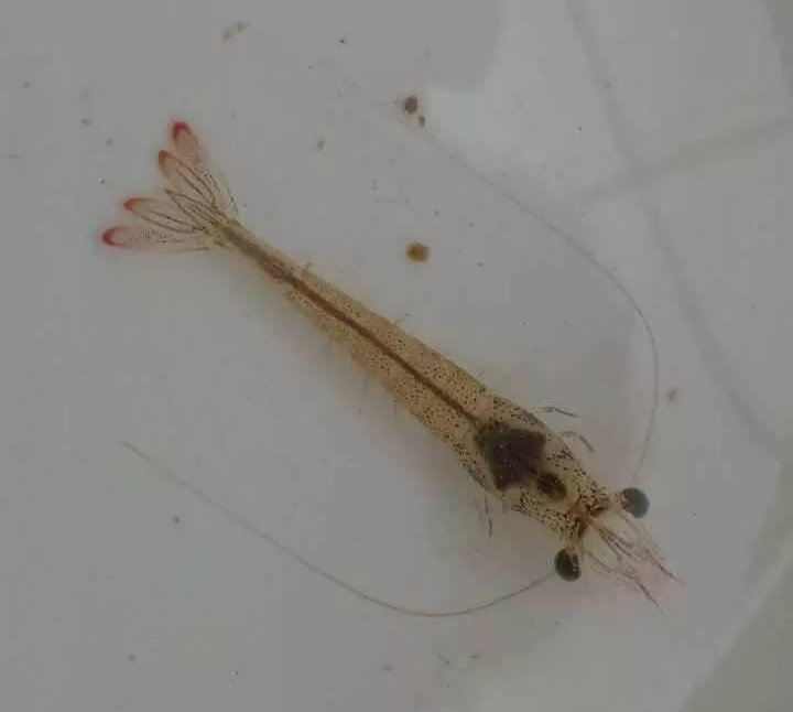 高溫多雨天氣，白蝦養(yǎng)殖需要注意哪些問題